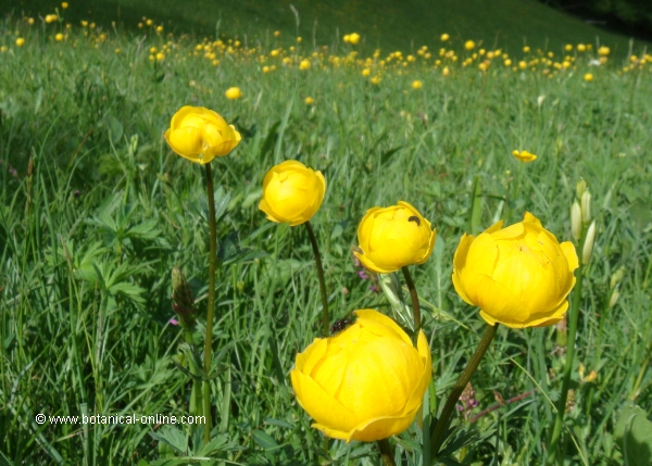 Flor concurs octubre de 2014