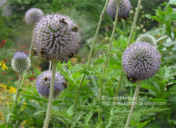 Flor concurs setembre de 2006