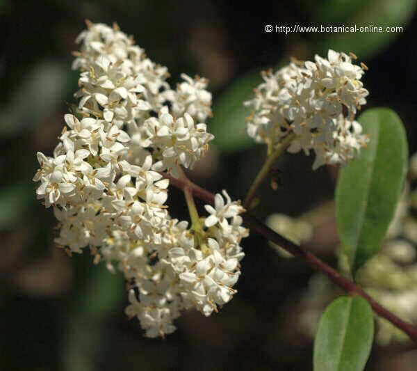 Flor concurs setembre de 2009