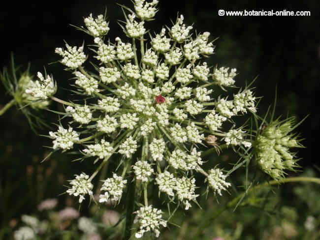 Flor concurs setembre de 2012