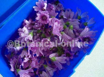 flors de malva