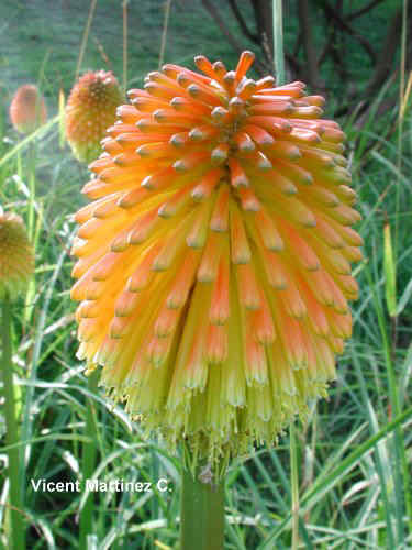 kniphofia