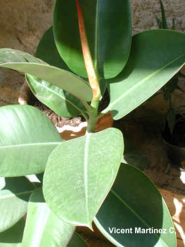 FICUS ELASTICA