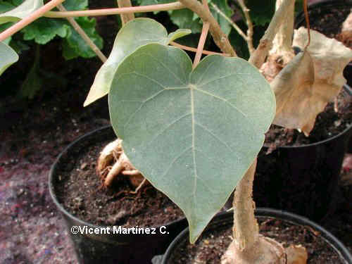 FICUS PETIOLARIS