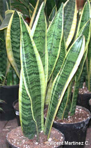 sansevieria