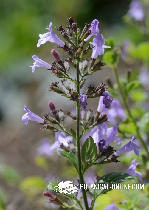 Flor concurs abril de 2019