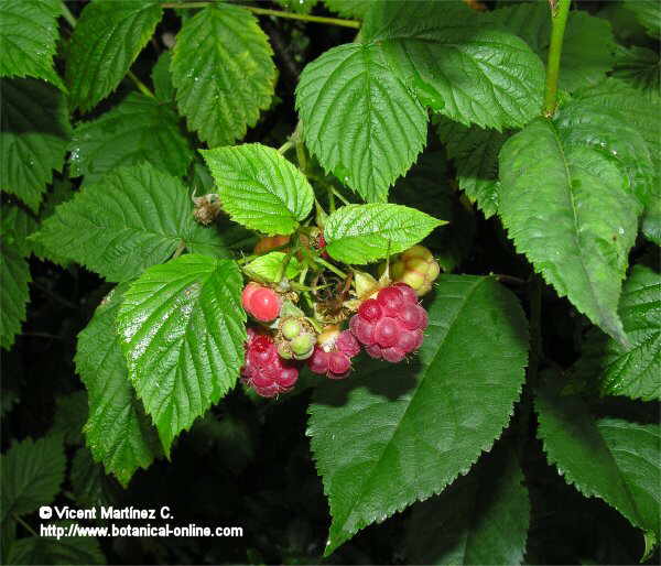 Rubus idaeus