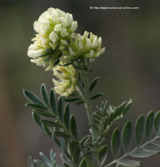 Flor concurs febrer de 2010