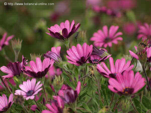 Flor concurs juny de 2008