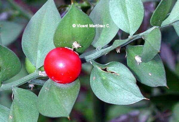 Ruscus aculeatus, galzeran