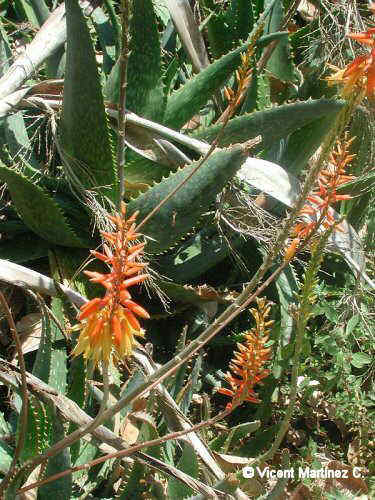 ALOE EROCURNATA