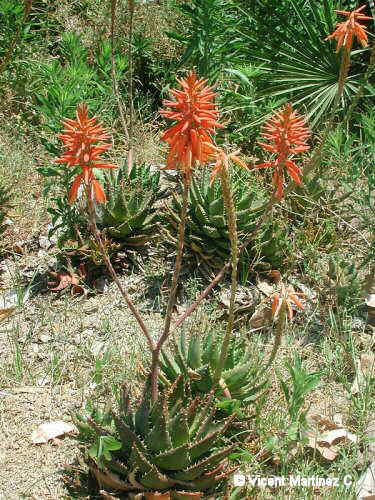 ALOE STRIULATA