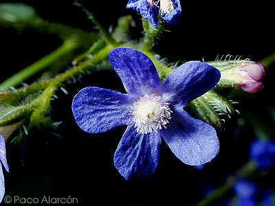 Foto de flor d' Anchusa azurea