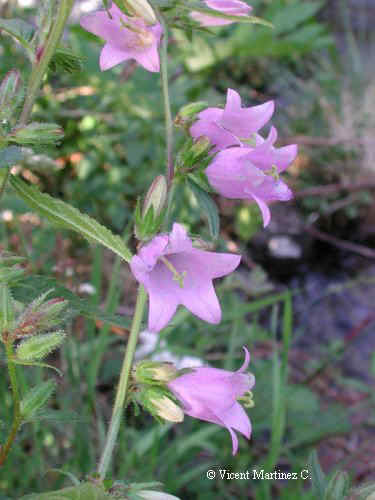 Campanula rapunculus