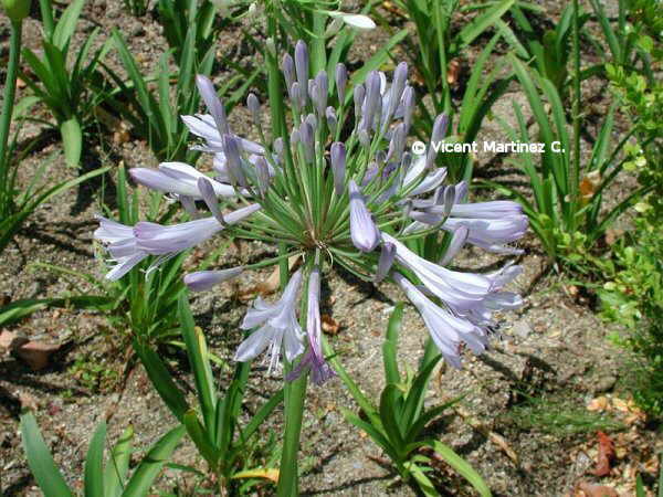 Flor concurs setembre de 2003