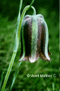 Fritillaria lusitanica