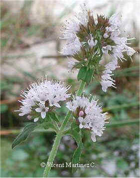 Mentha aquatica, flors