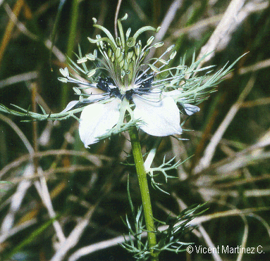 Nigella damascena