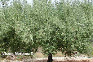 olea europaea, aspecte de l'arbre