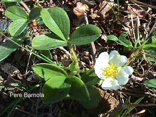 Potentilla montana