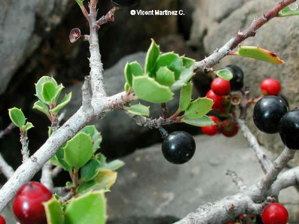 Rhamnus myrtifolius