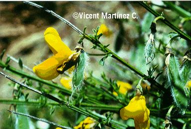 Sarothamnus scoparius