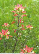 castilleja indivisa