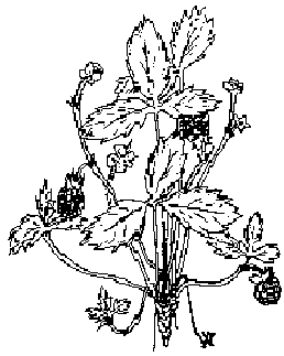 dibuix planta maduixa