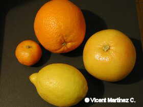 citrus fruit d'hivern