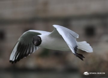 gaviota vuelo