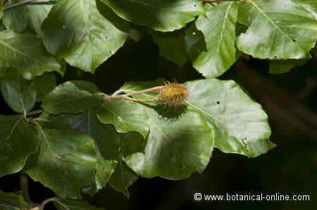 Fagus sylvatica, fruit