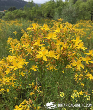 Herba de Sant Joan