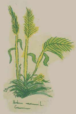dibuix botanica dibujo