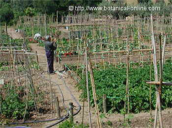 jardin de verduras y hortaliza