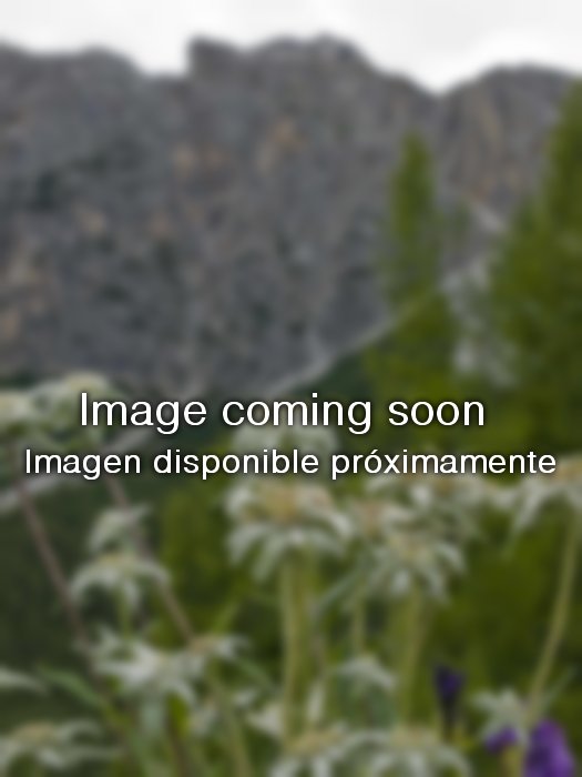 Cephalantera longifolia
