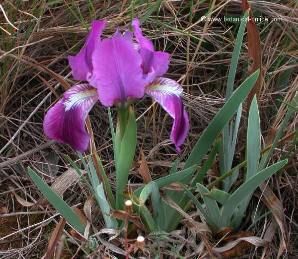 Iris lutescens