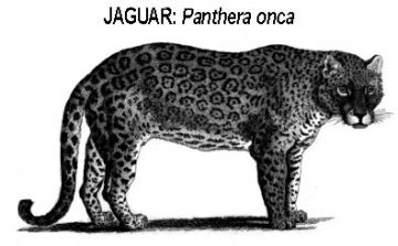 jaguar