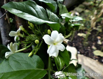 jasminum