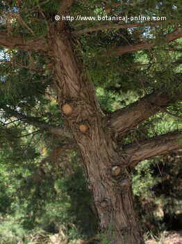 Juniperus phoenicea, detall del tronc