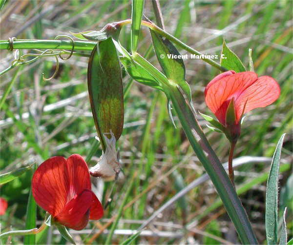 Flor concurs febrer de 2005