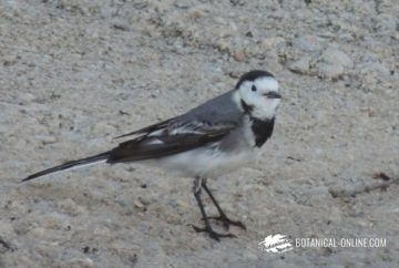 cuereta blanca