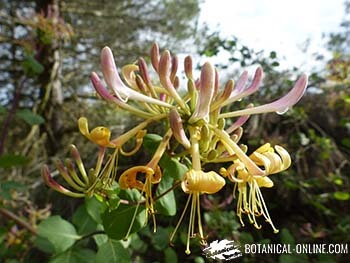 Flores de lligabosc