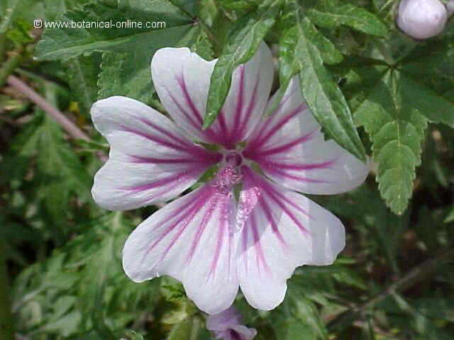 Detalle de flor de malva