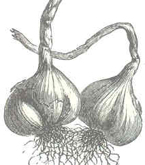 bulb dibuix