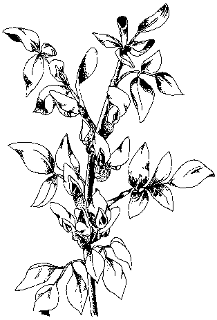 dibuix fava