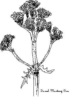 inflorescències i fulles valeriana
