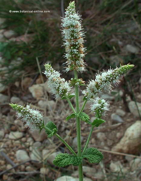 Mentha rotundifolia, aspecte general de la planta