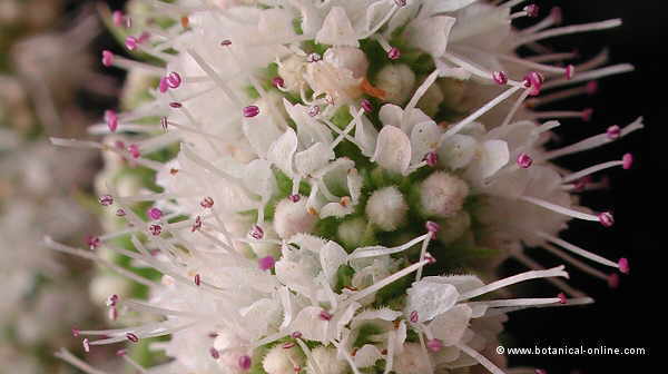 Mentha rotundifolia, detall de la inflorescencia