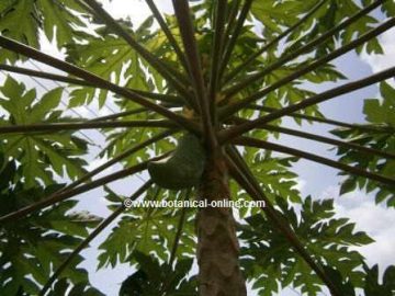 papaya árbol