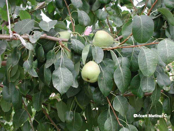 Pyrus communis